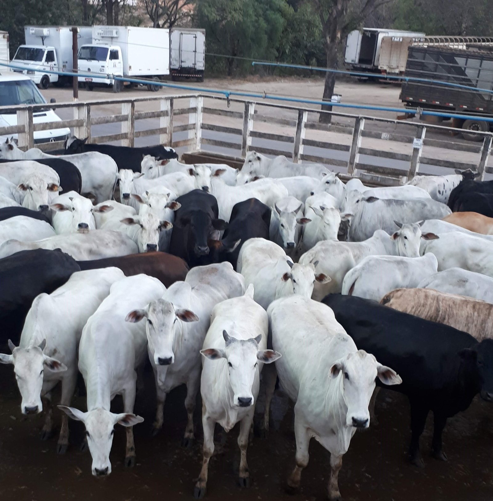 animais no curral para manejo pre abate de bovinos