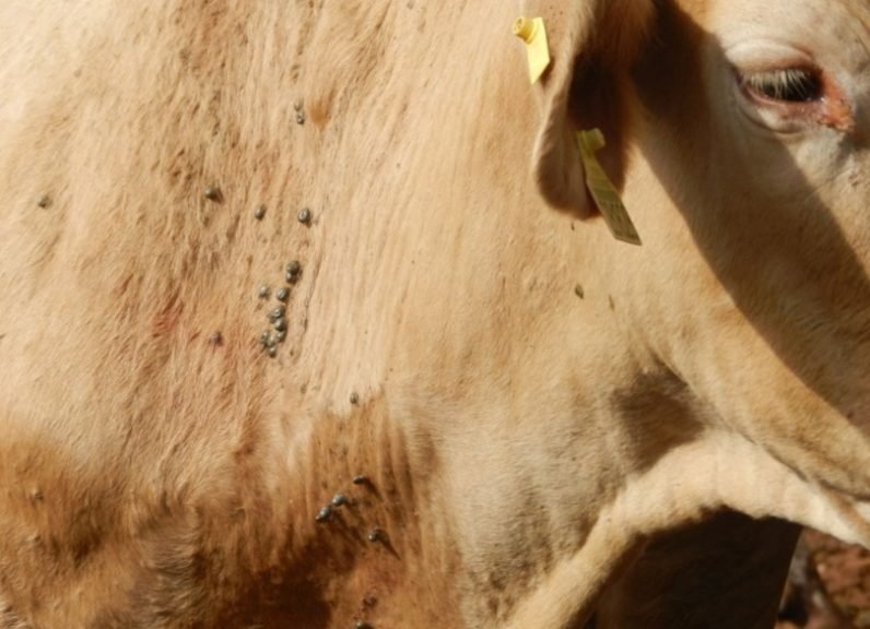 Opções para o manejo do carrapato