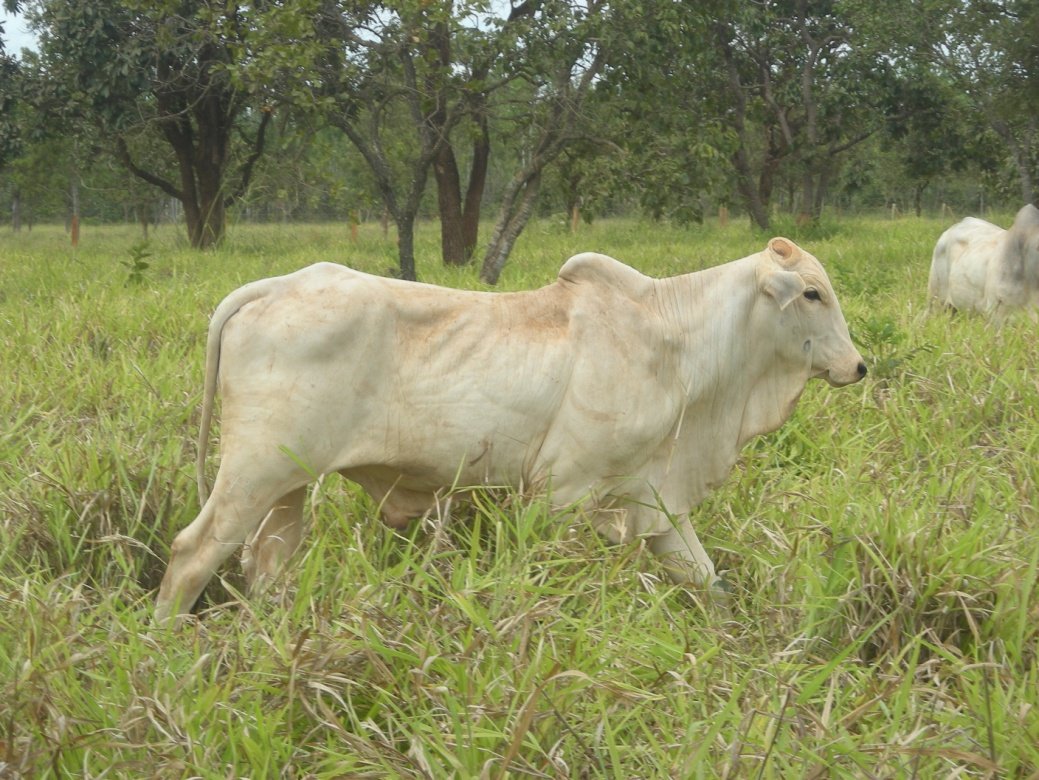 pelagem áspera em bovino de corte