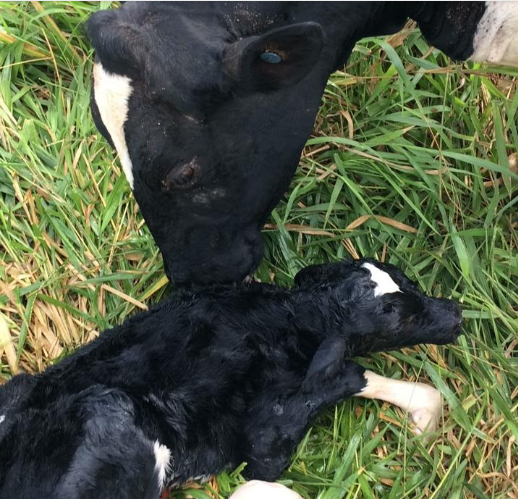 vaca e bezerro logo após o parto