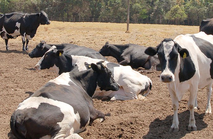 Estresse térmico em bovinos de leite