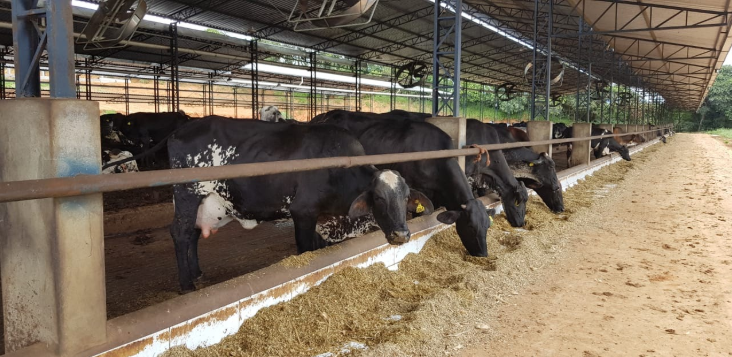 vacas em pós parto no galpão se alimentando
